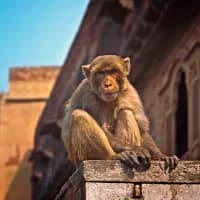 Vrindavan's Monkey